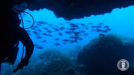 Plongée d'exploration (FFESSM) avec Blue Dive Menorca.