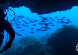 One boy diving during a guided Boat Dive in Addaia for Certified Divers with Blue Dive Menorca.