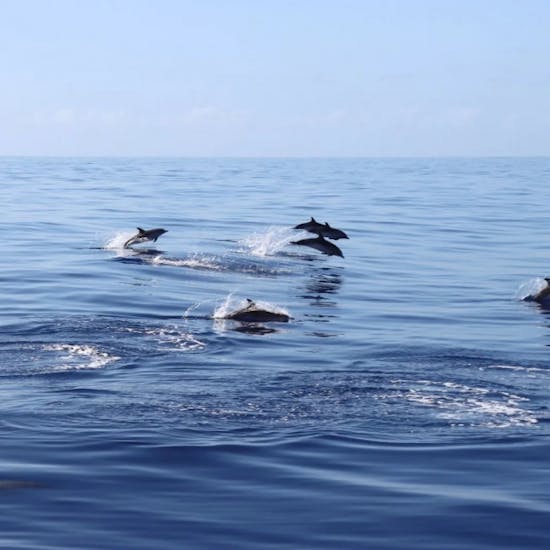 Dolphins during the catamaran trip from Funchal with dolphins watching and Swimming Stop with VIP Dolphins Madeira.