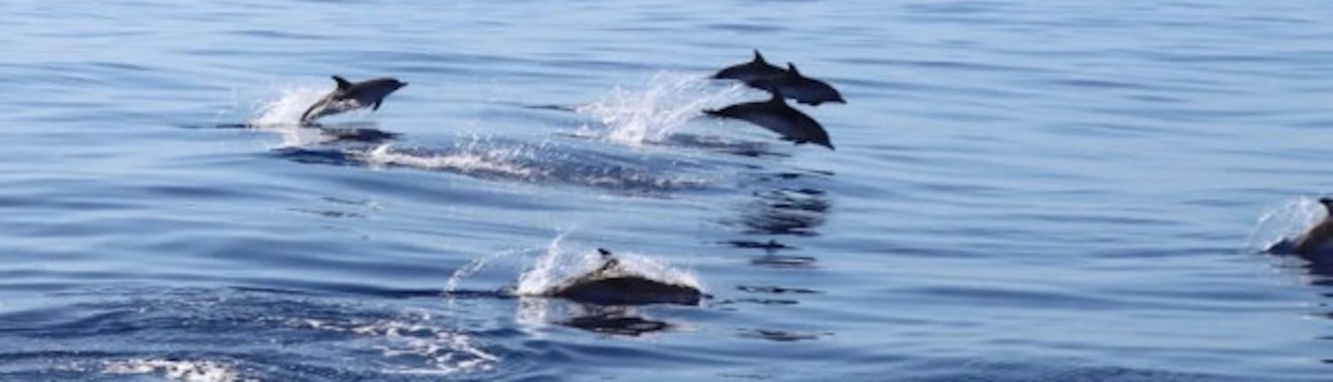 Dolphins during the catamaran trip from Funchal with dolphins watching and Swimming Stop with VIP Dolphins Madeira.