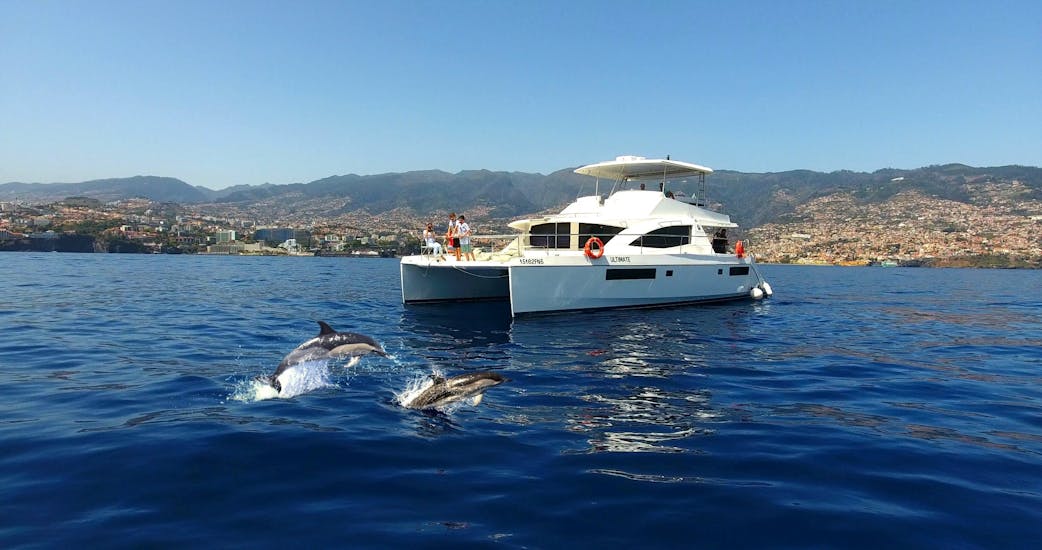 Catamaran during the private catamaran trip from Funchal with Dolphin and Whale Watching with VIP Dolphins madeira.
