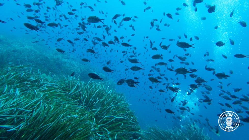 Un subacqueo durante il Corso PADI Scuba Diver ad Addaia per principianti con Blue Dive Menorca.