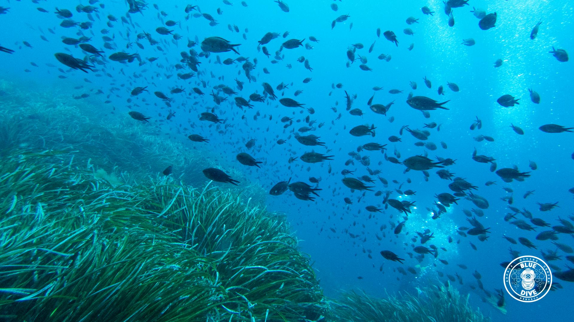 One of the instructors of PADI Discover Scuba Diving Course in Addaia in Menorca for Beginners with Blue Dive Menorca.