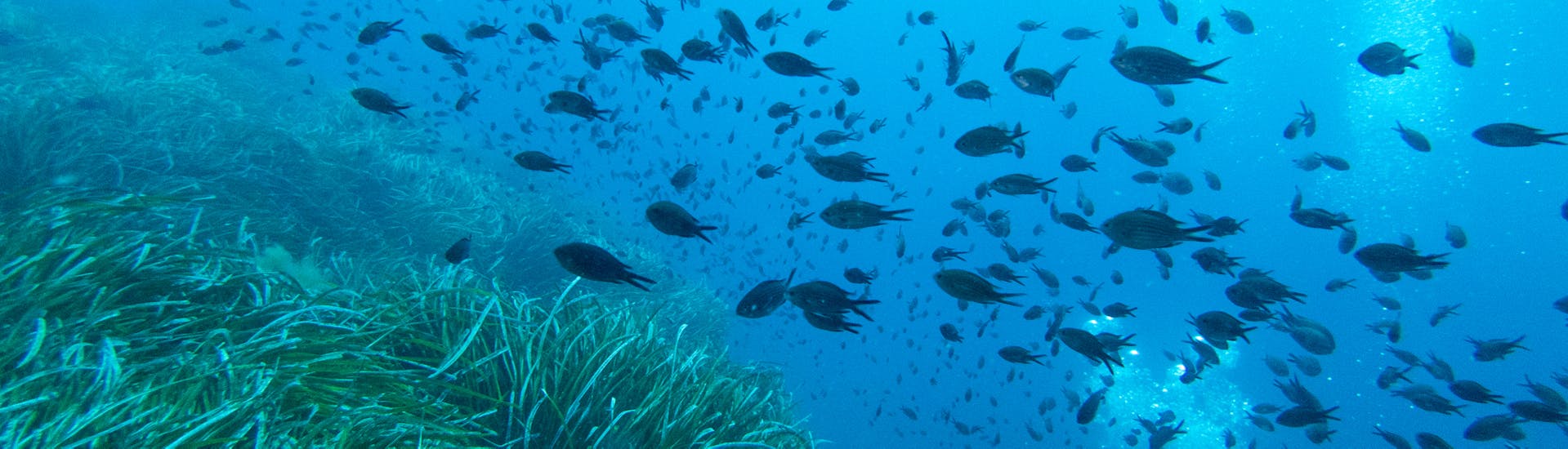 Agunos de los peces que puedes ver durante un curso de Discover Scuba Diving (PADI) en Addaia en Menorca para principiantes con Blue Dive Menorca.