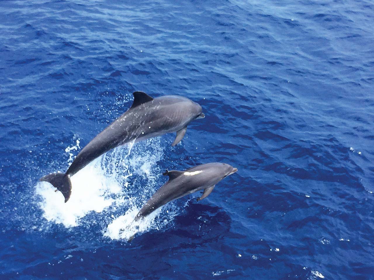 Dos delfines durante un paseo en catamarán desde Palma alrededor de las islas Malgrats con avistamiento de delfines con Cruise Cormoran Mallorca.