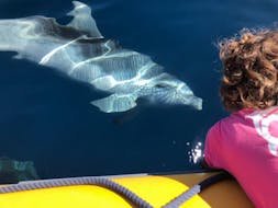 Un delfín saluda a un niño durante el paseo en barco en Golfo Aranci con avistamiento de delfines y esnórquel guiado con DST Sardegna Golfo Aranci.