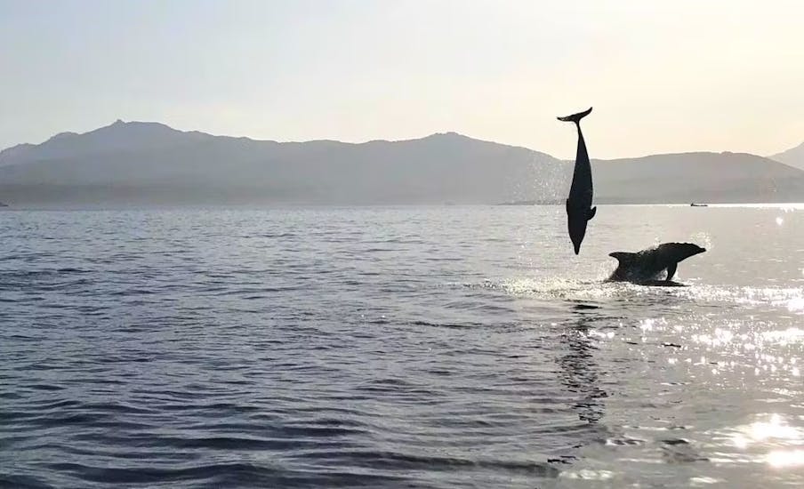 Einige Delfine springen im Wasser während der RIB-Bootstour im Golfo Aranci mit Delfinbeobachtung und geführtem Schnorcheln.