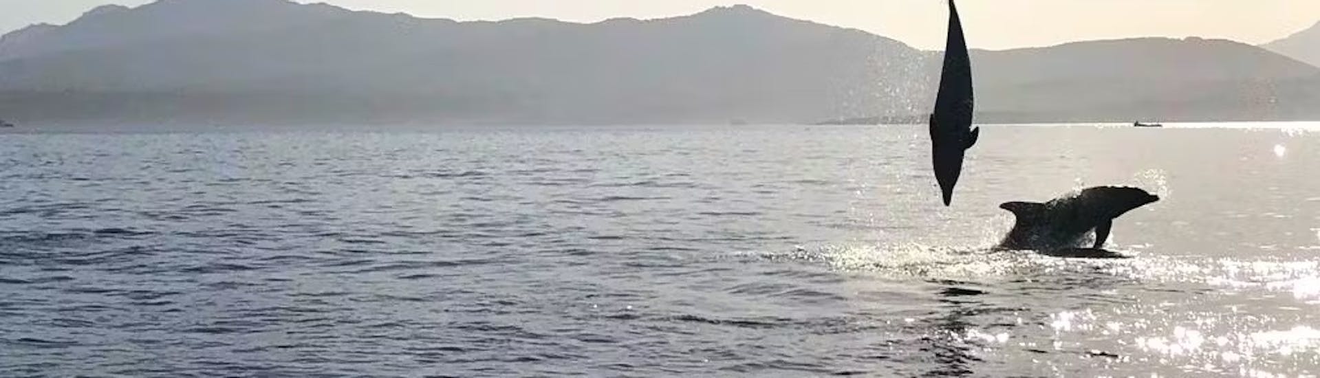 Alcuni delfini saltano nell'acqua durante il Giro in gommone a Golfo Aranci con avvistamento delfini e snorkeling guidato.