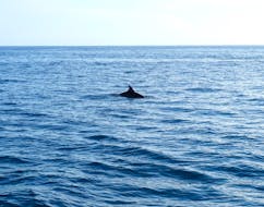 View on a Dolphin during the Boat Trip around Poreč with Dolphin Watching from Kristofor Boat Excursions Poreč.