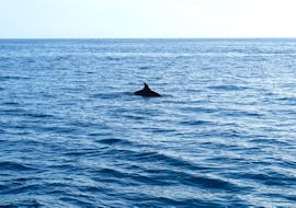 Vue sur un dophin lors de la Balade en bateau autour de Poreč avec Observation des dauphins avec Kristofor Boat Excursions Poreč.