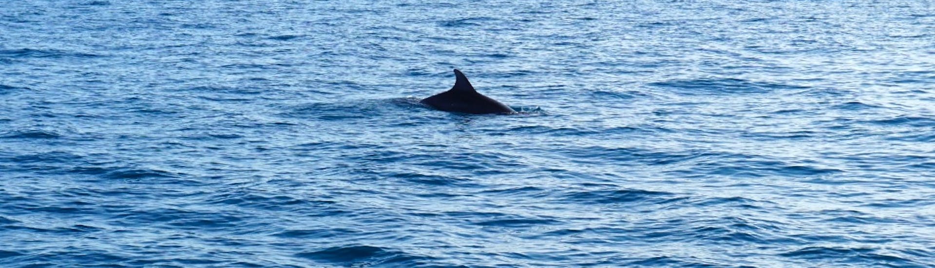 View on a Dolphin during the Boat Trip around Poreč with Dolphin Watching from Kristofor Boat Excursions Poreč.