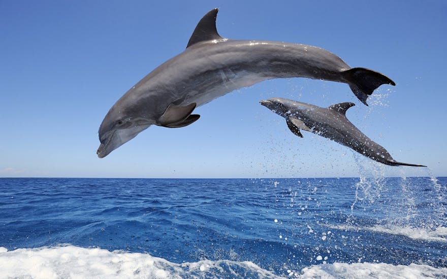 Paseo en catamarán en la Costa del Sol con avistamiento de delfines.