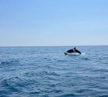 Vue lors de l'Excursion en bateau privée depuis Marsaskala avec Observation des dauphins avec SIPS Watersports Malte.