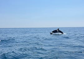 Paseo en barco privado a St. Thomas Bay con avistamiento de fauna con SIPS Watersports Malta.