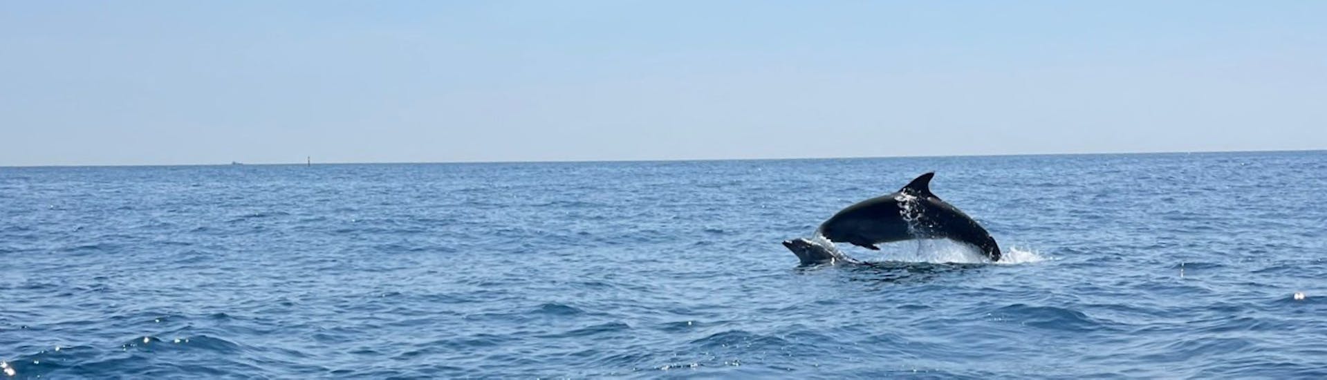 Vue lors de l'Excursion en bateau privée depuis Marsaskala avec Observation des dauphins avec SIPS Watersports Malte.