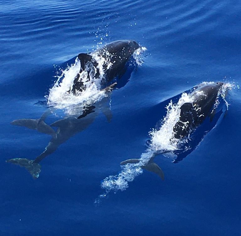 Dolphins during the Glass-bottom Catamaran Trip Along Cala Mondragó With Dolphin Watching from Starfish Glass Bottom Boats Mallorca.