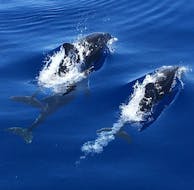 Paseo en catamarán a lo largo de Cala Mondragó con Avistamiento de Delfines con Starfish Glass Bottom Boats Mallorca.