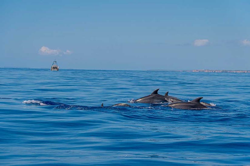 Dolphins that can be viewed during the Glass-bottom Catamaran Trip along Cala Mondragó With Dolphin Watching by Starfish Glass Bottom Boats Mallorca.