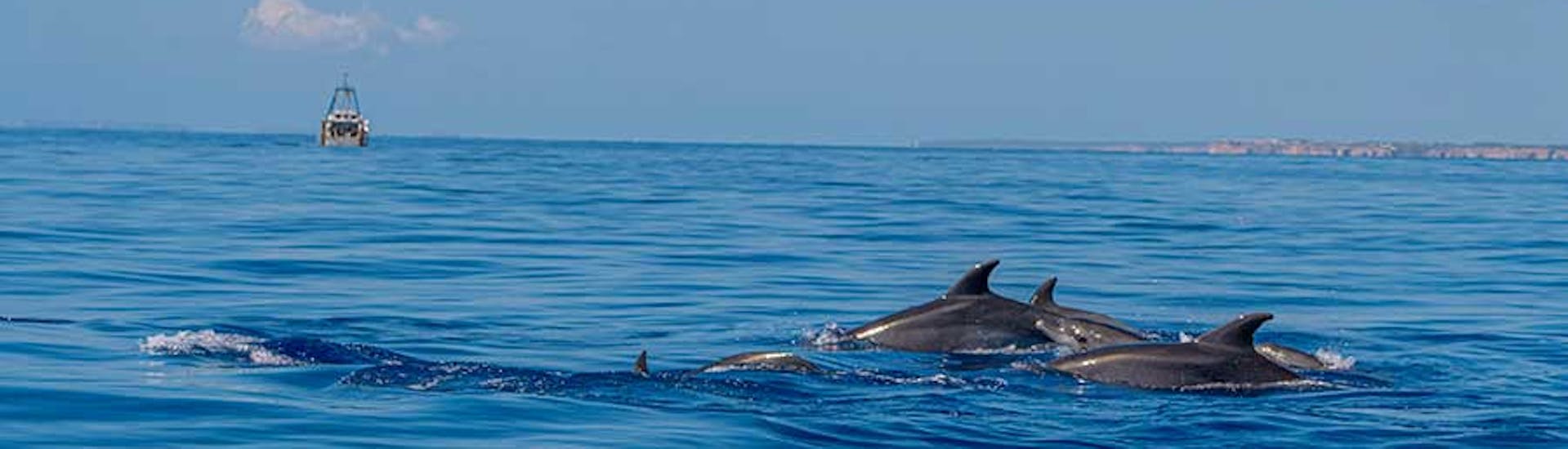 Paseo en catamarán a lo largo de Cala Mondragó con Avistamiento de Delfines.