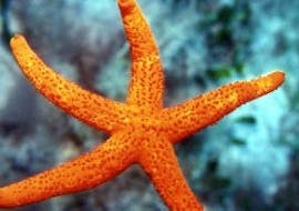 Beautiful Starfish seen during the Private Snorkling Trip in Agios Nikolaos Bay from 3 people from Creta's Happy Divers.