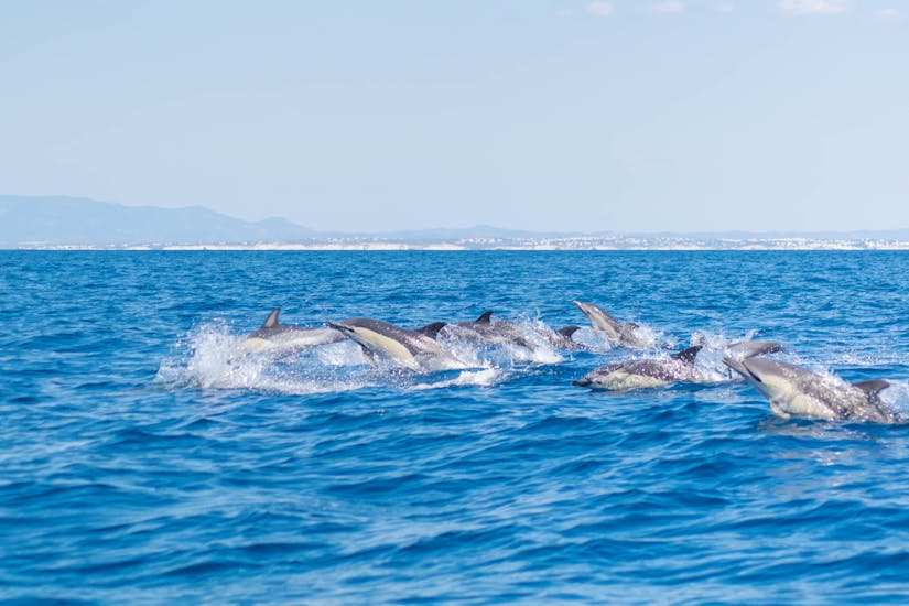 Dolphins jumping out of the water during the Boat trip for watching Dolphins in Algarve organized by 5EmotionsAlgarve