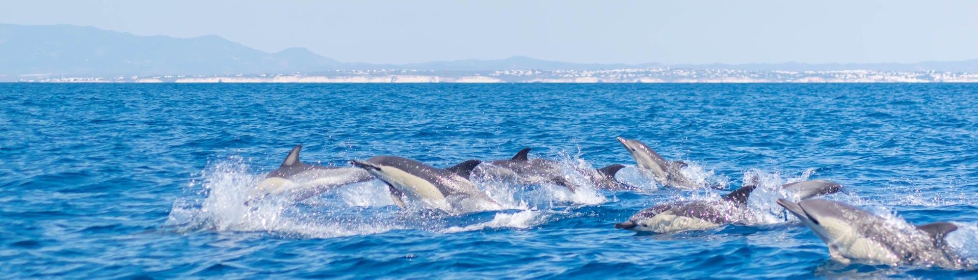 Dolphins jumping out of the water during the Boat trip for watching Dolphins in Algarve organized by 5EmotionsAlgarve