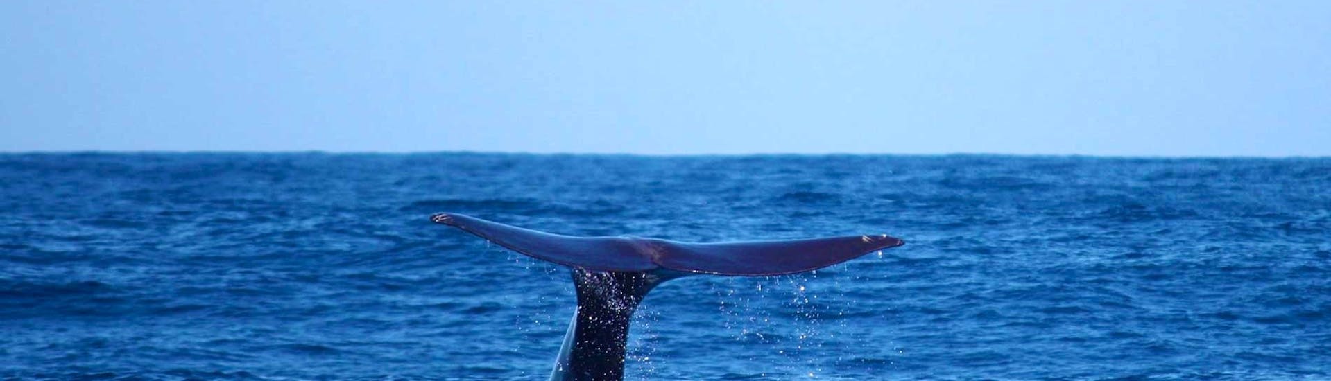 Sichtbar ist die Flosse eines Wals, den man während der RIB Speedboat-Tour mit On Tales Whales and Dolphins - Madeira beobachten kann.