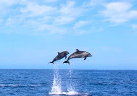 Sichtbar ist ein Delfin, den man bei der Delfin-und Walbeobachtung mit On Tales beobachten kann.
