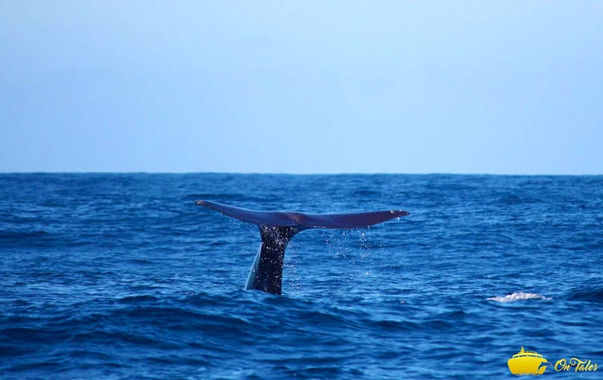 Sichtbar ist die Flosse eines Wals, den man während der RIB Speedboat-Tour mit On Tales Whales and Dolphins - Madeira beobachten kann.