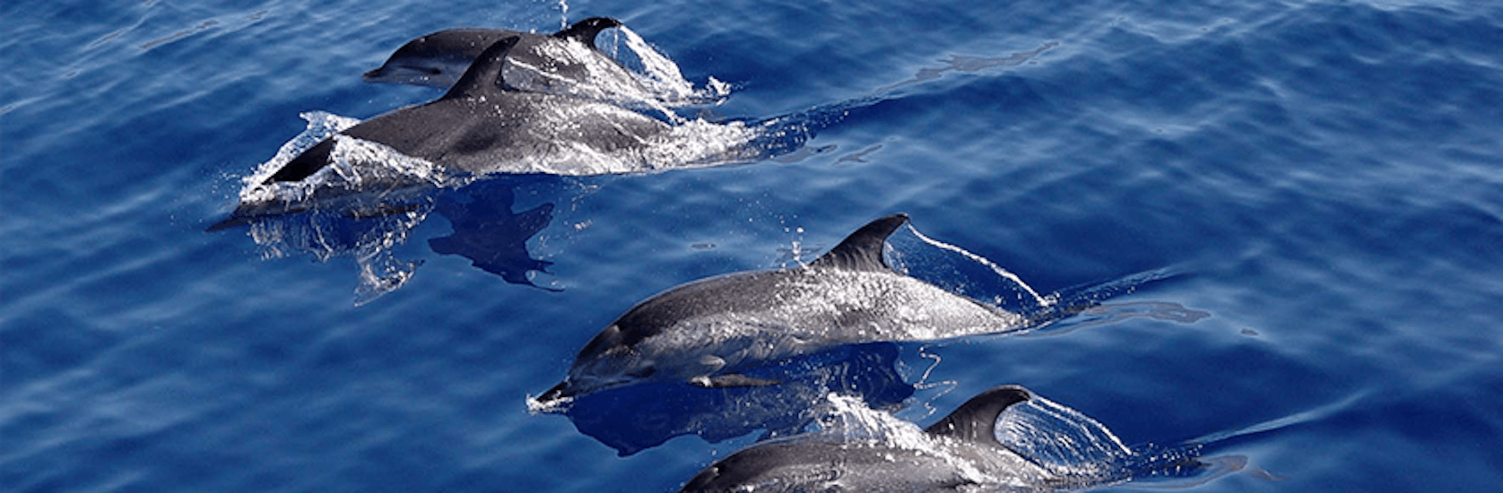 Sailing Trip, with the boats from Gaviao Madeira, near the Coast of Cabo Girao from Funchal with Dolphin watching.