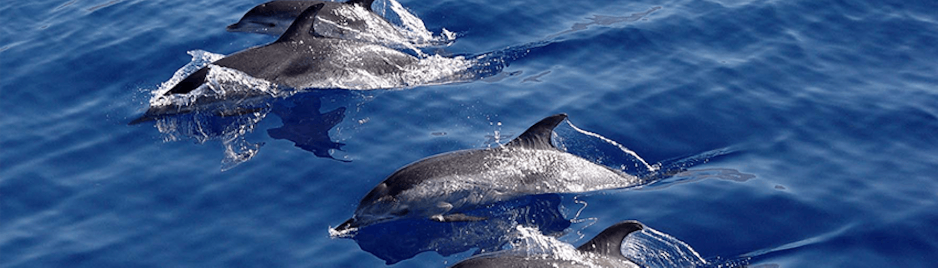 Sailing Trip, with the boats from Gaviao Madeira, near the Coast of Cabo Girao from Funchal with Dolphin watching.