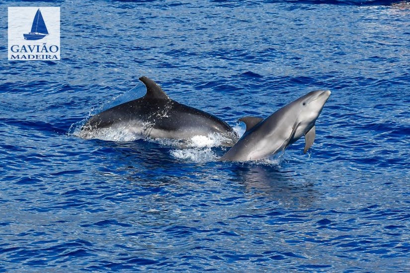 Private Half-Day Sailing Boat Trip, with the boats from Gaviao Madeira, from Funchal with Marine Life Observation.