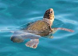 Turtle Swimming in water During Glass-bottom Boat Trip to Turtle Island & Cameo Island with Turtle Spotting from Dali Tours Zakynthos.