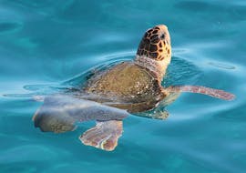 Turtle Swimming in water During Glass-bottom Boat Trip to Turtle Island & Cameo Island with Turtle Spotting from Dali Tours Zakynthos.