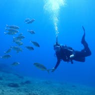 One person diving with a group of fish around him during the 2 Guided Shore Dives in Halkidiki for Certified Divers from Dive Greece Halkidiki.