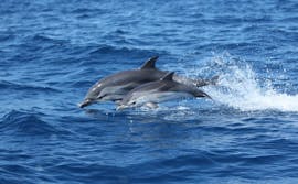 Dauphins entrain de jouer et sauter hors de l'eau pendant la balade en bateau vers le sanctuaire Pelagos avec observation de dauphins avec Méditérranée riviera navigation.