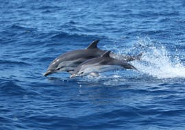 Dauphins entrain de jouer et sauter hors de l'eau pendant la balade en bateau vers le sanctuaire Pelagos avec observation de dauphins avec Méditérranée riviera navigation.