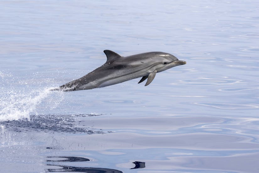 Dauphin sautant de l'eau pendant la balade en bateau vers le sanctuaire Pelagos avec observation de dauphins avec Méditerranée Riviera Navigation..