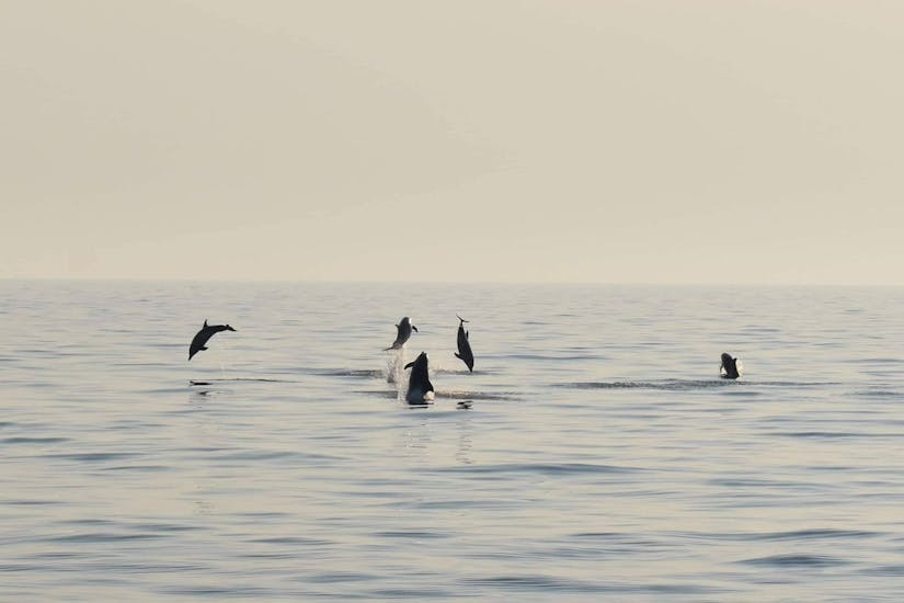 Dolphins jump out of the water while Boat Trip from Vrsar with Dolphin Watching organized by Excursions Mikela Vrsar.
