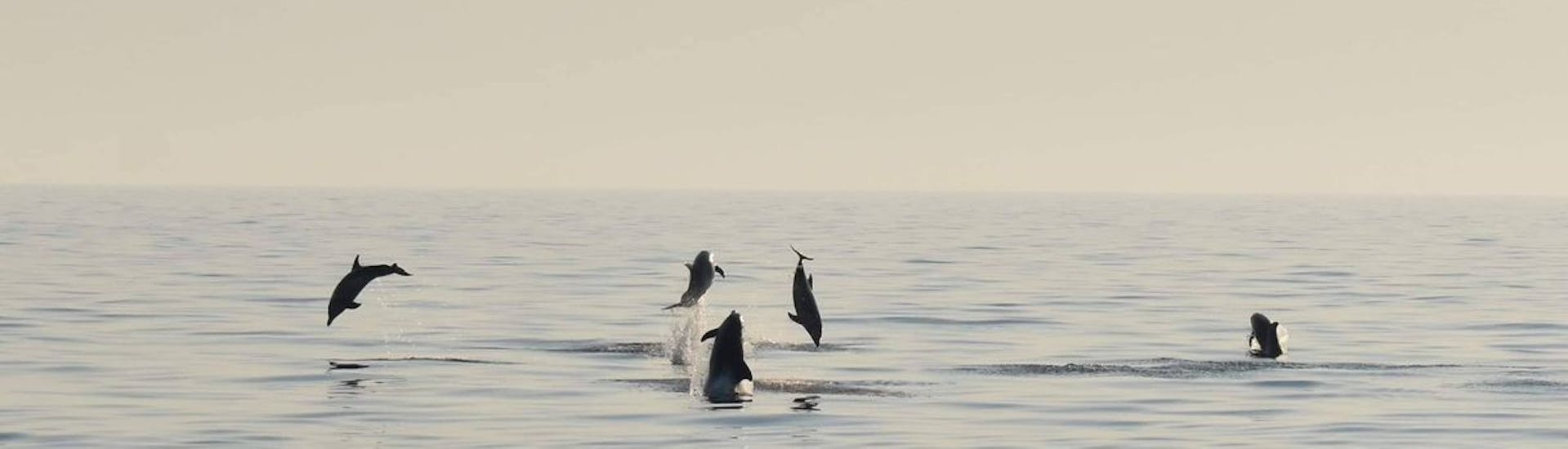 Delfine springen aus dem Wasser während der Bootstour ab Vrsar mit Delfinbeobachtung organisiert von Excursions Mikela Vrsar.