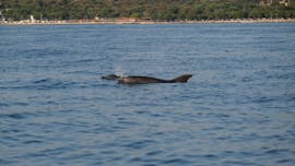 Two playful dolphins during Sunset Boat Trip in Istra with Dolphin Watching from Istra Speed Boat.
