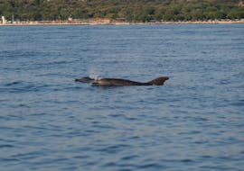Twee speelse dolfijnen tijdens de Boottocht bij zonsondergang in Istrië met dolfijnen kijken met Istra Speed Boat.