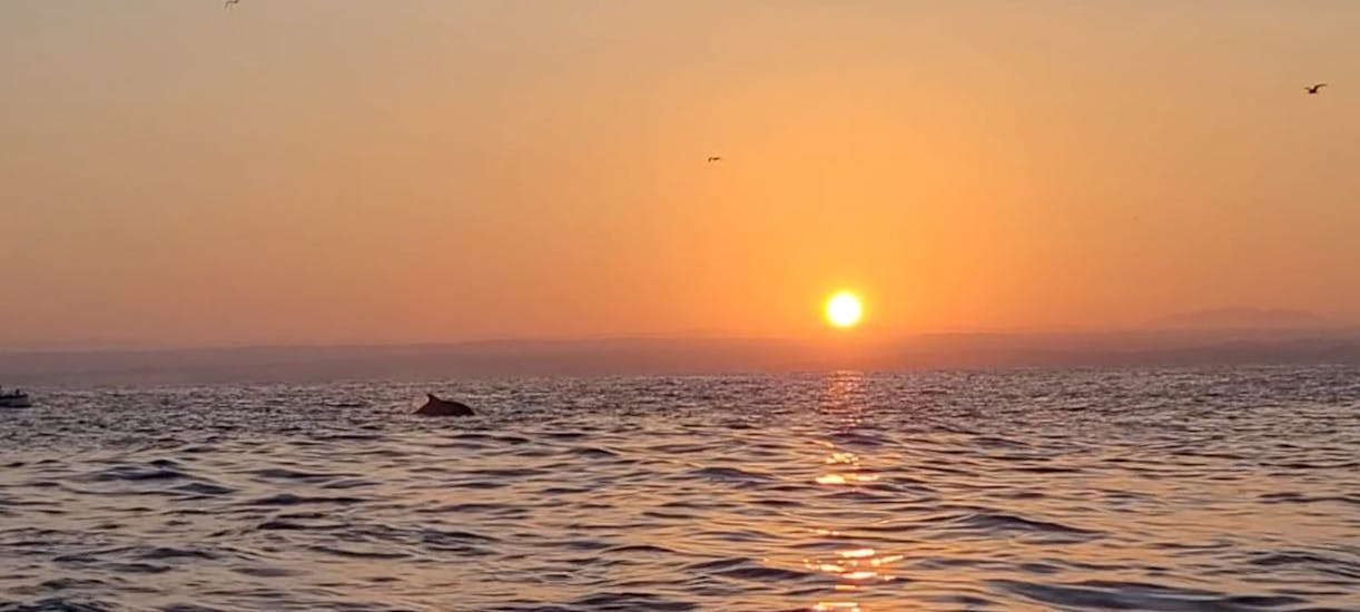 De zonsondergang met een dolfijn in de verte tijdens de Privéboottocht bij zonsondergang in Istra met dolfijnen kijken van Istra Speed Boat.