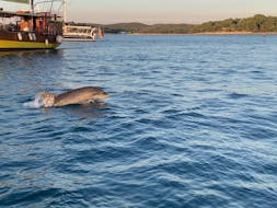 Een dolfijn die uit het water springt tijdens de Zonsopgang boottocht in Istra met dolfijnen kijken met Istra Speed Boat.