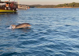 A dolphin jumping out of the water during the Sunrise Boat Trip in Istra with Dolphin Watching from Istra Speed Boat.