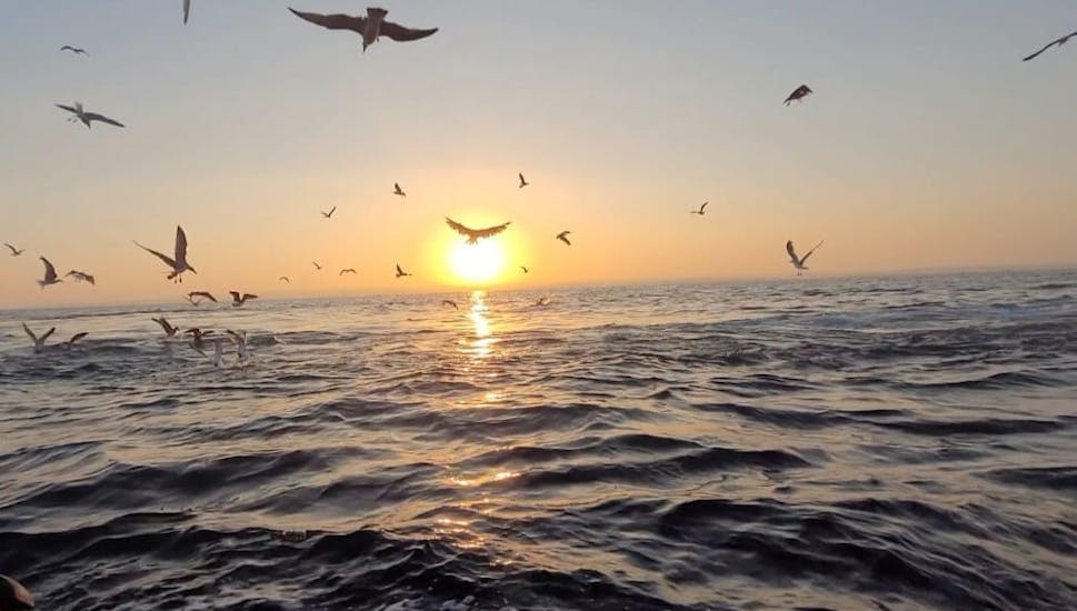 De zonsopgang met vogels die dicht over het water vliegen tijdens de Zonsopgang boottocht in Istra met dolfijnen kijken van Istra Speed Boat.