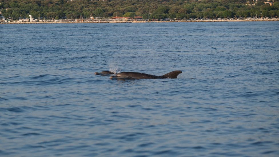 Twee dolfijnen die net naar boven komen tjidens de Privéboottocht bij zonsondergang in Istrië met snorkelen en dolfijnen kijken.