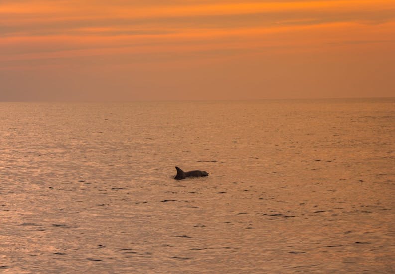 Ein Delfin im Meer während der  Delfinbeobachtungs-Tour während dem Sonnenuntergang in Fažana.