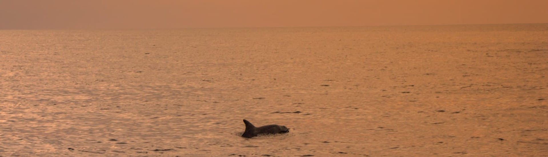 Ein Delfin im Meer während der  Delfinbeobachtungs-Tour während dem Sonnenuntergang in Fažana.
