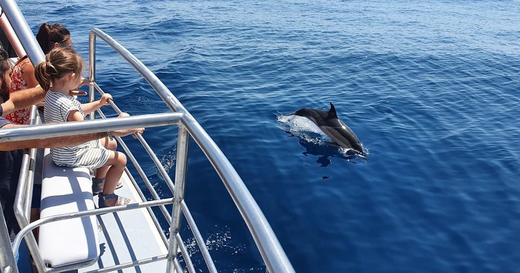 A dolphin close to the catamaran during the Catamaran Trip with dolphin watching from Lagos.